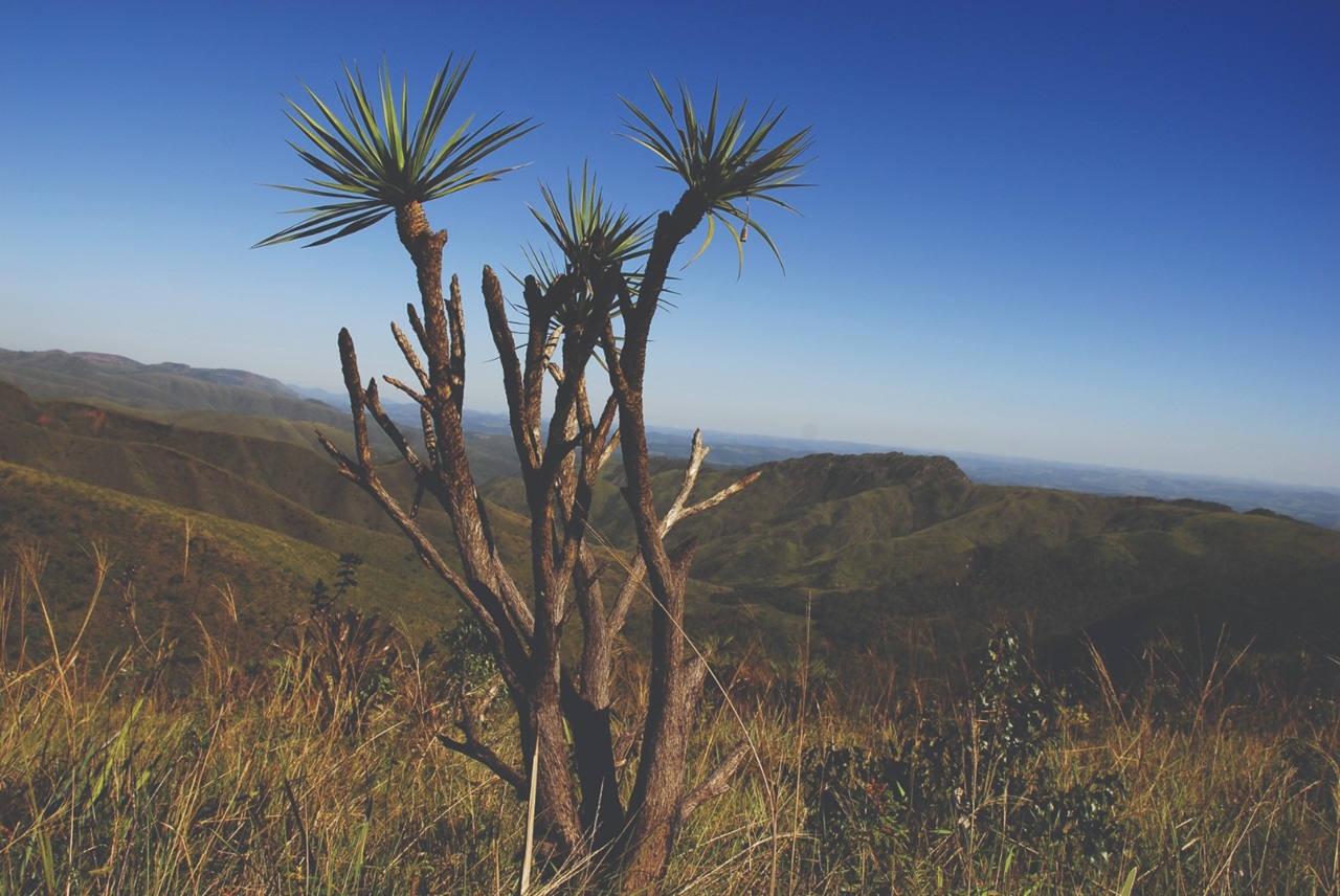 A proposta reconhece a importância estratégica do Cerrado e da Caatinga em MG