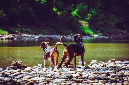 Situação de acumulação de animais é caracterizada pela presença de um número excessivo de animais em um ambiente inadequado